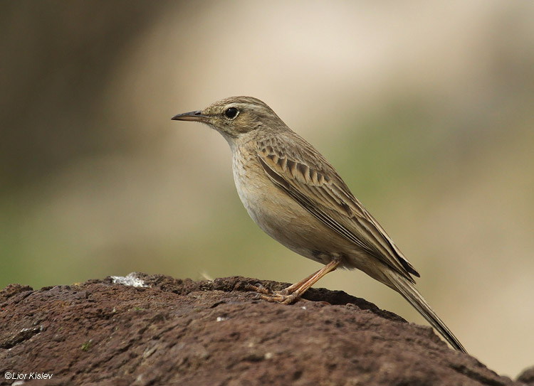    Long-billed Pipit  Anthus similis ,Susita,Golan, 07-03-11